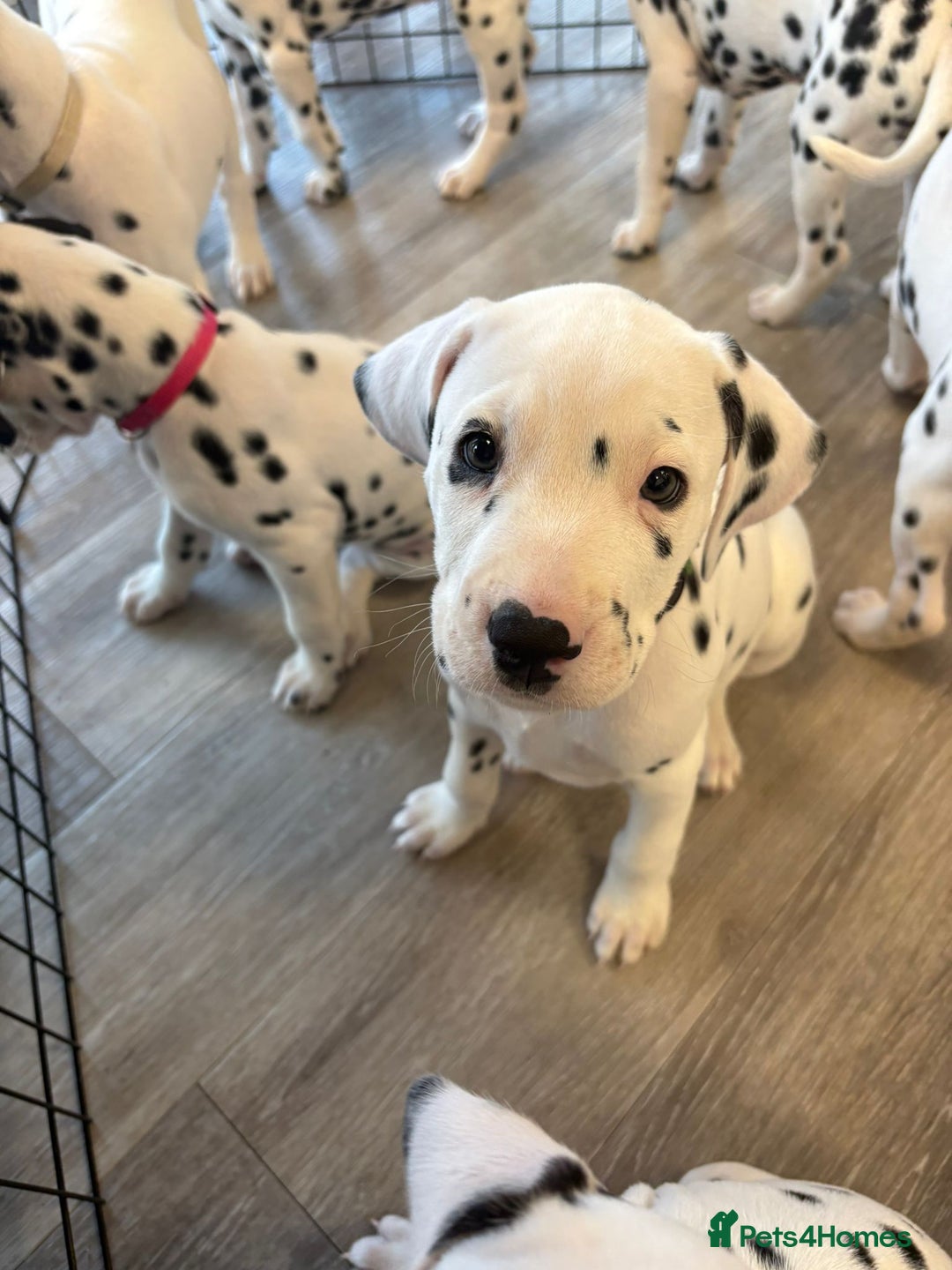 Dalmatian dogs for sale: Dalmatian puppies KC registered last 1 remaining - Advert 26
