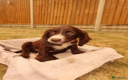 Cocker Spaniel dogs for sale: Cocker Spaniel Puppies - Image 8