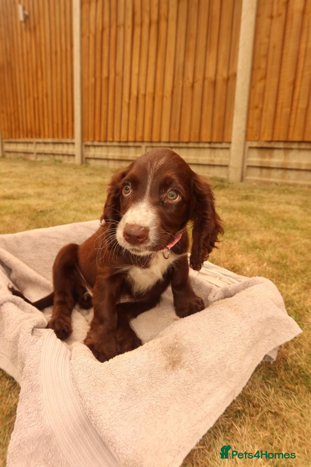 Cocker Spaniel dogs for sale: Cocker Spaniel Puppies - Image 8