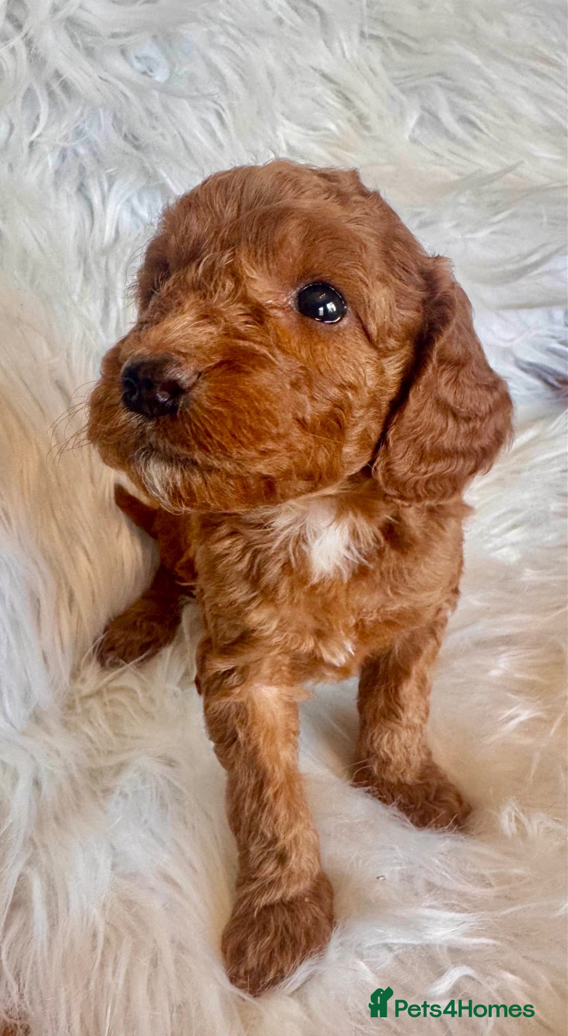 Cockapoo dogs STUNNING DARK RED, APRICOT, BLACK COCKAPOO PUPPIES - Advert 1
