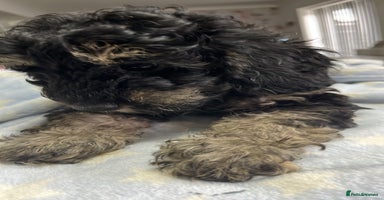 Cavapoo dogs - Advert 6
