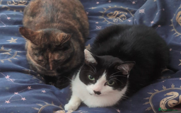 Domestic Shorthair cats for sale: 4 year old playful girl needs new home - Image 2