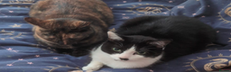 Domestic Shorthair cats for sale: 4 year old playful girl needs new home - Advert 2