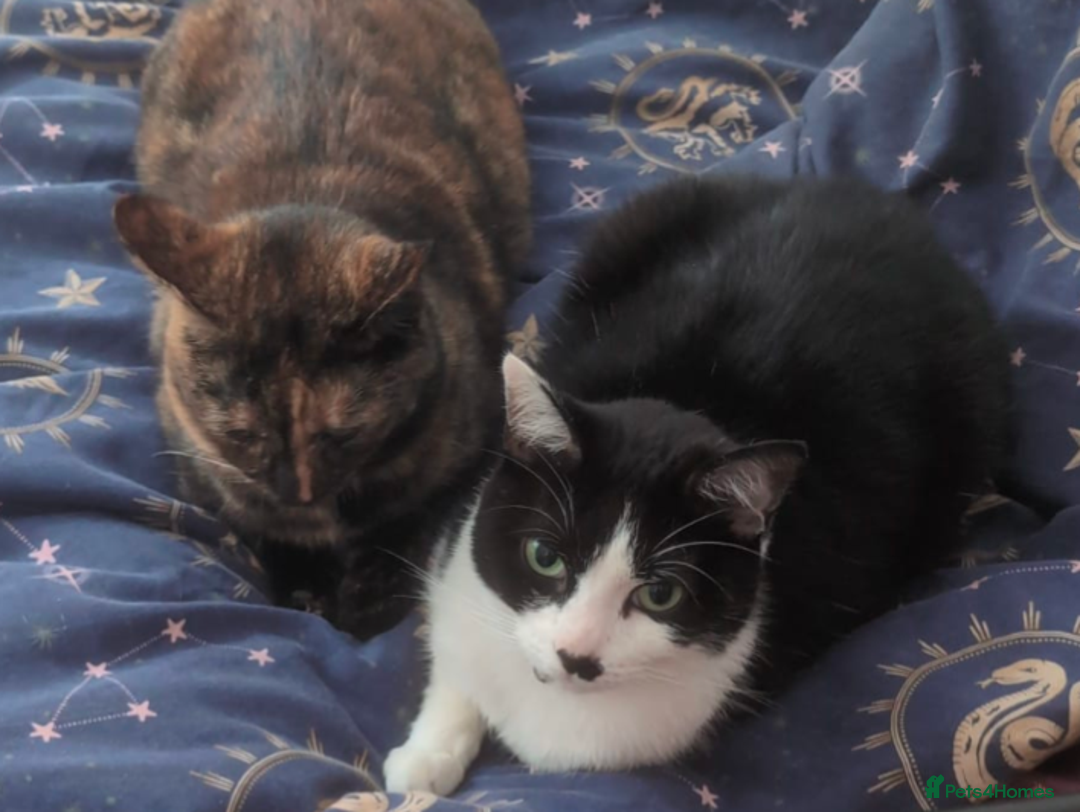 Domestic Shorthair cats for sale: 4 year old playful girl needs new home - Image 2