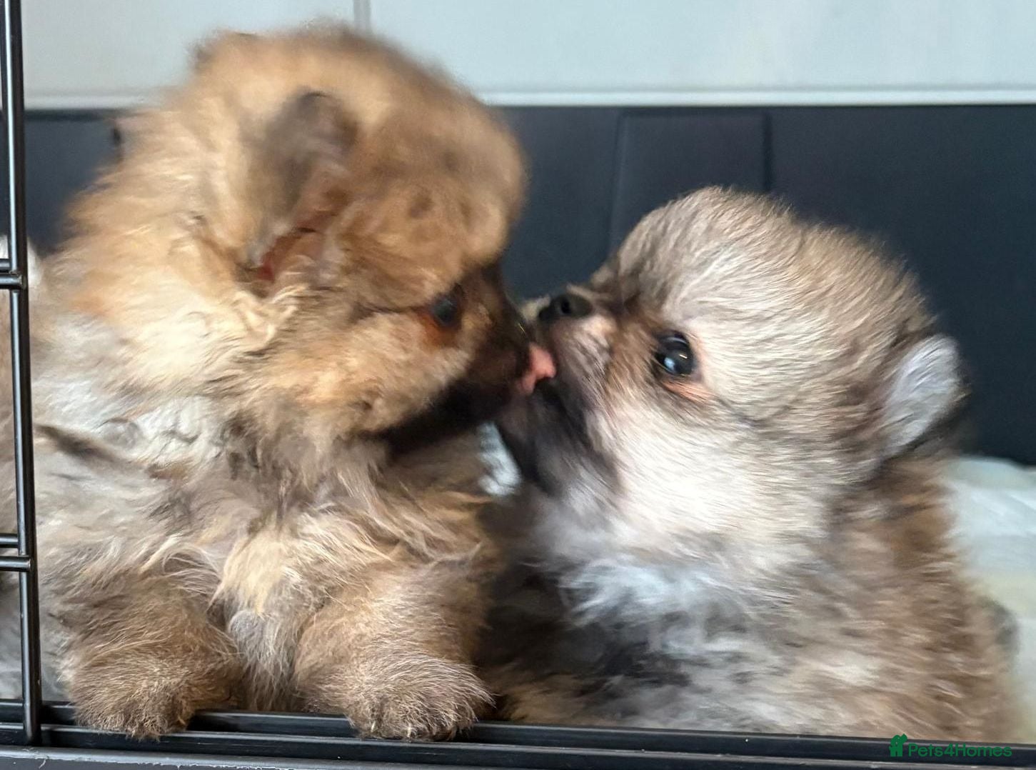 Pomeranian dogs Female Pomeranian Puppies - Advert 1