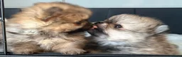 Pomeranian dogs for sale: Female Pomeranian Puppies - Advert 7
