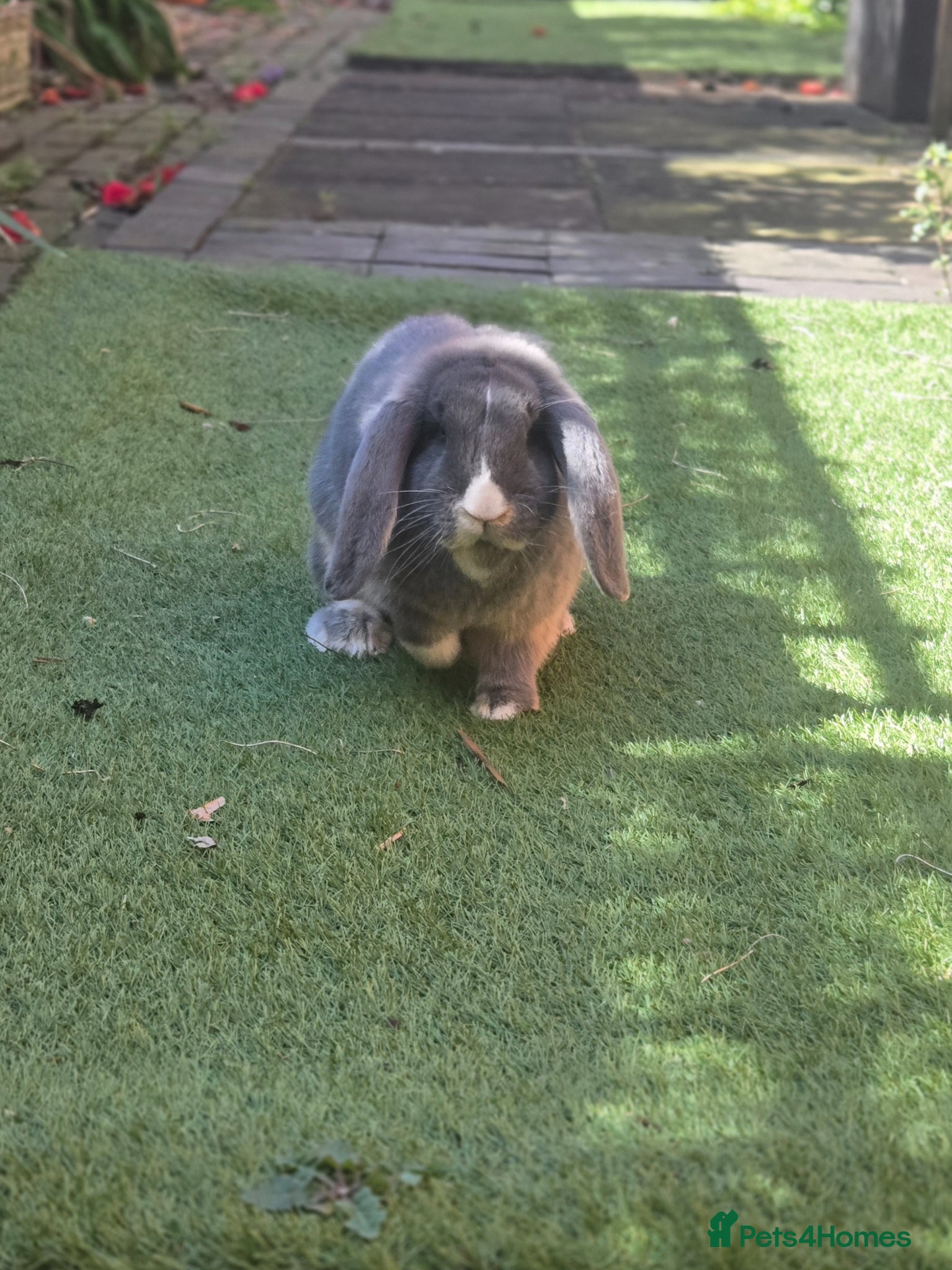 French Lop rabbits French Lop Doe 5 Months Old - Advert 1