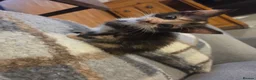 Mixed Breed cats for sale: 2 female tortoise shell kittens - Advert 3