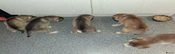 Siberian Husky dogs for sale: Sandra  - Advert 13