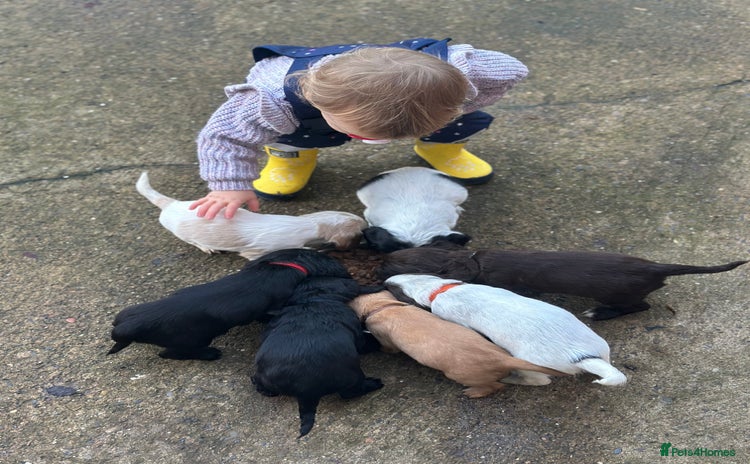 Cocker Spaniel dogs - Advert 6