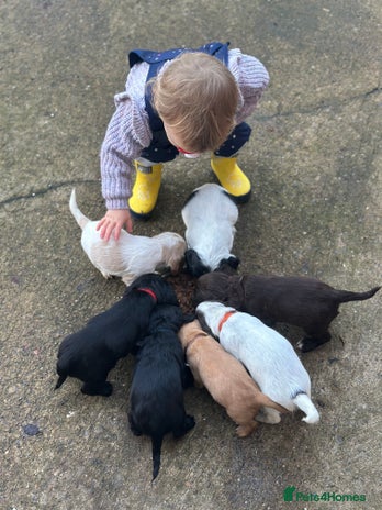 Cocker Spaniel dogs - Advert 6