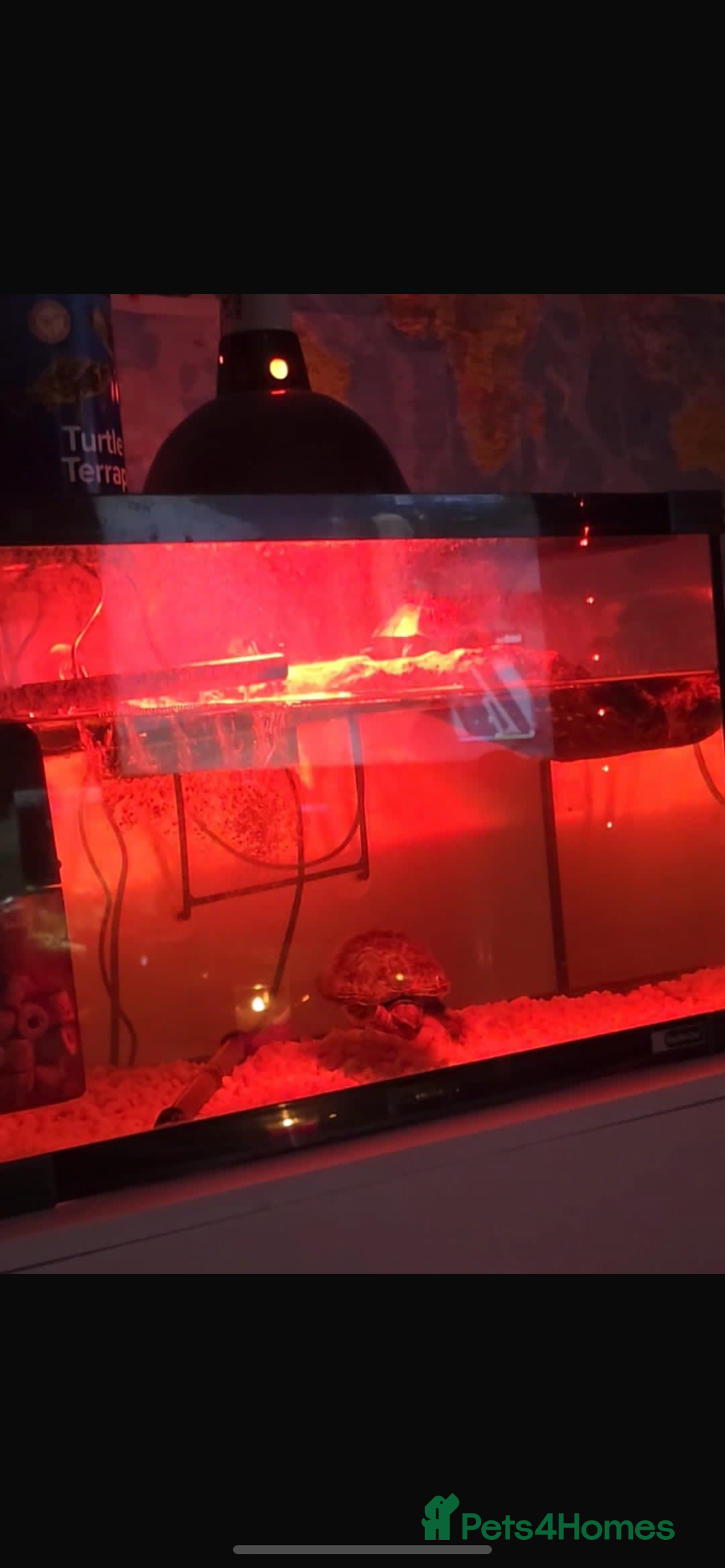 Turtle reptiles for sale: Terrapin musk turtles for sale  - Image 4