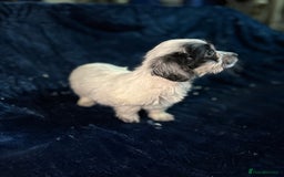 Mixed Breed dogs for sale: 3/4 spaniels 1/4 jack Russel puppy’s 🩷 - Image 26