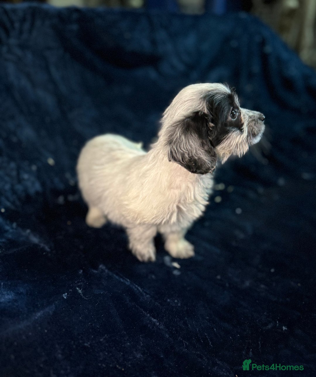 Mixed Breed dogs for sale: 3/4 spaniels 1/4 jack Russel puppy’s 🩷 - Image 26