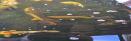 Koi Carp fish for sale: Pond closing down  in Durham - Advert 2