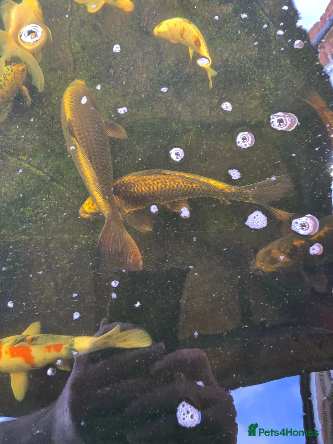 Koi Carp fish for sale: Pond closing down  in Durham - Advert 2
