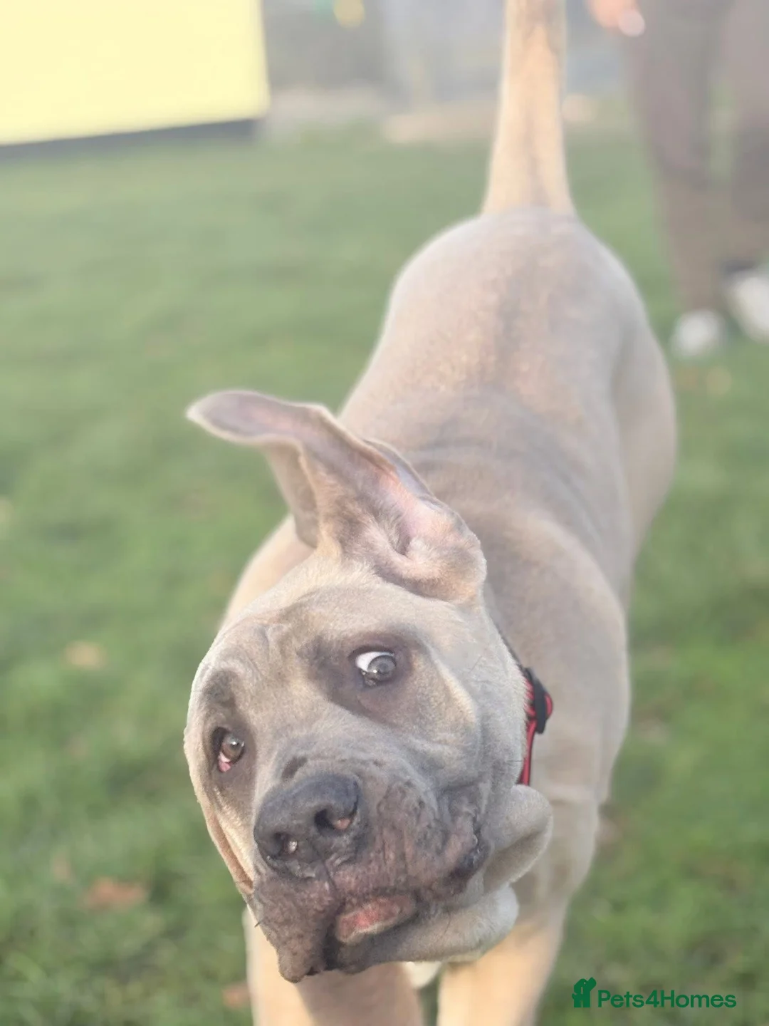 Cane Corso dogs for sale: Cane corso - Advert 4