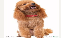 Schnoodle dogs for sale: Stunning Schnoodles, heath tested  - Image 24