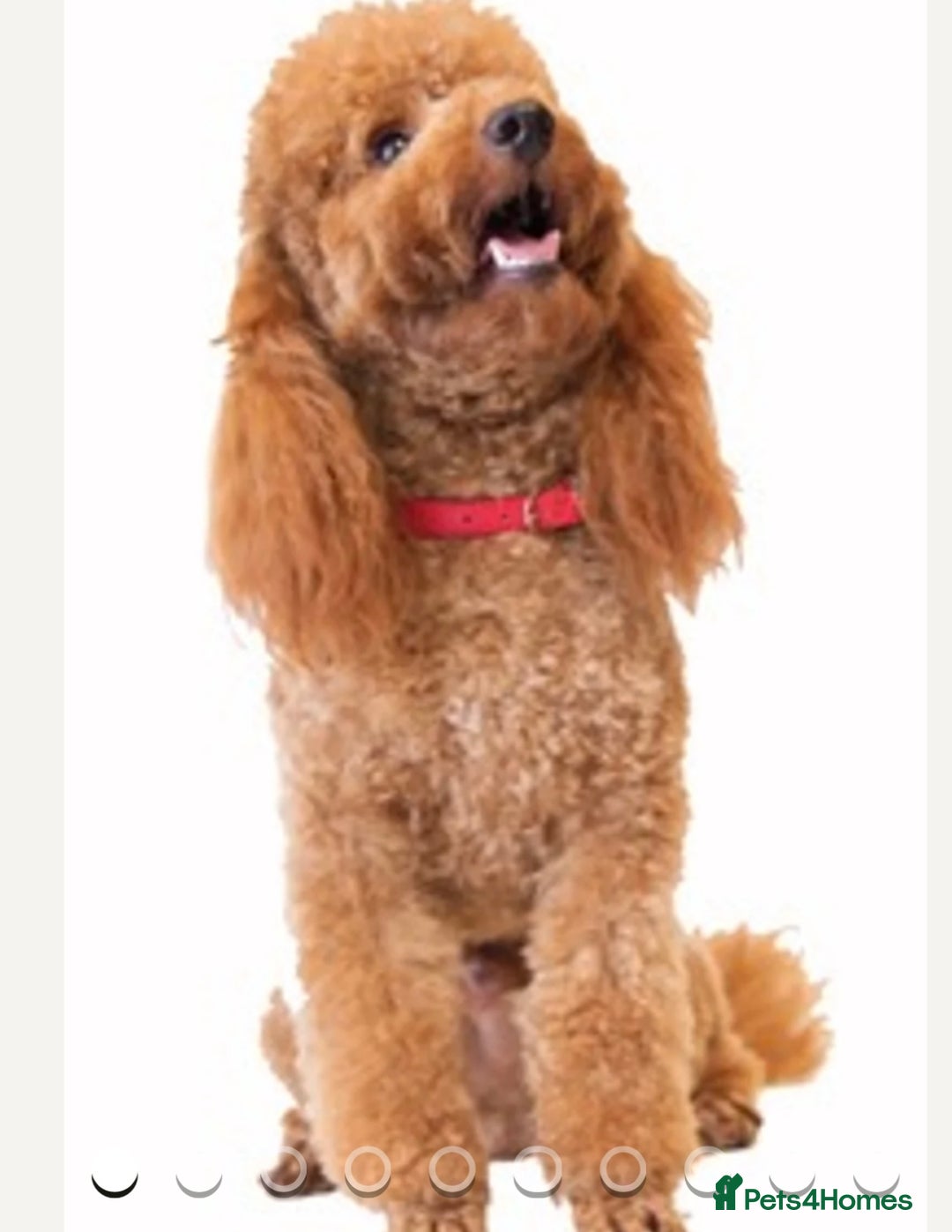 Schnoodle dogs for sale: Stunning Schnoodles, heath tested  - Image 24