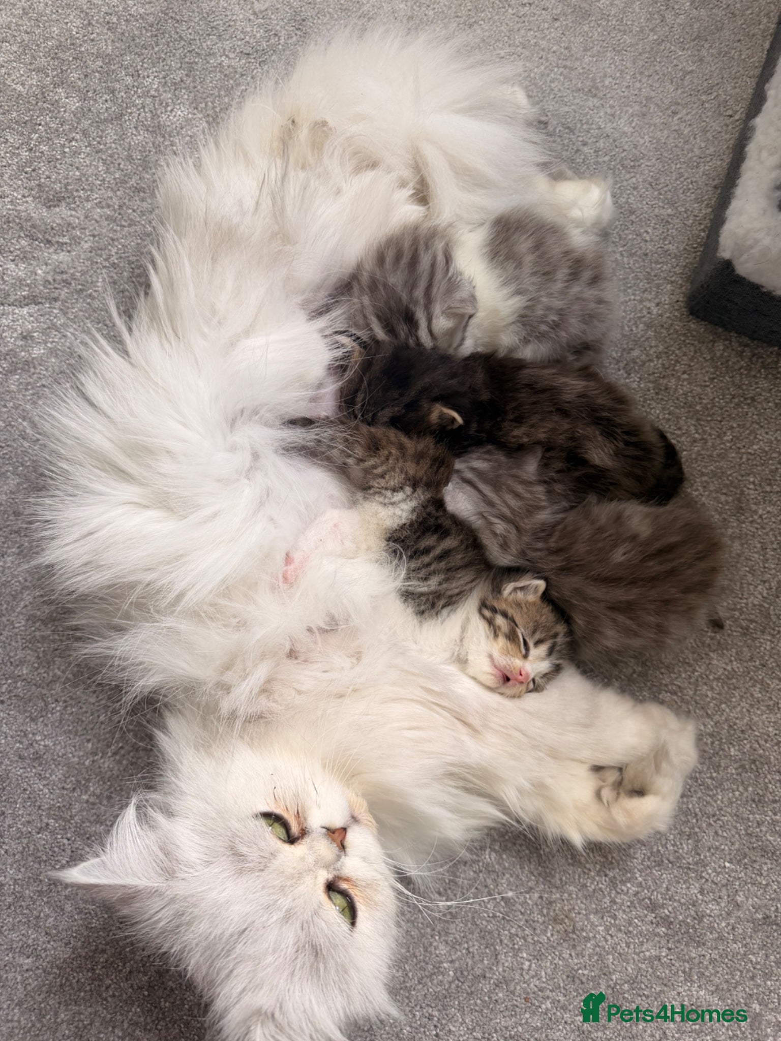 Persian cats Adorable Persian chinchilla mixed kittens  - Advert 8