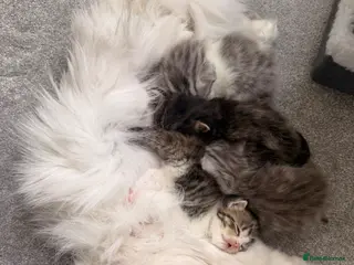 Persian cats Adorable Persian chinchilla mixed kittens - Advert 2