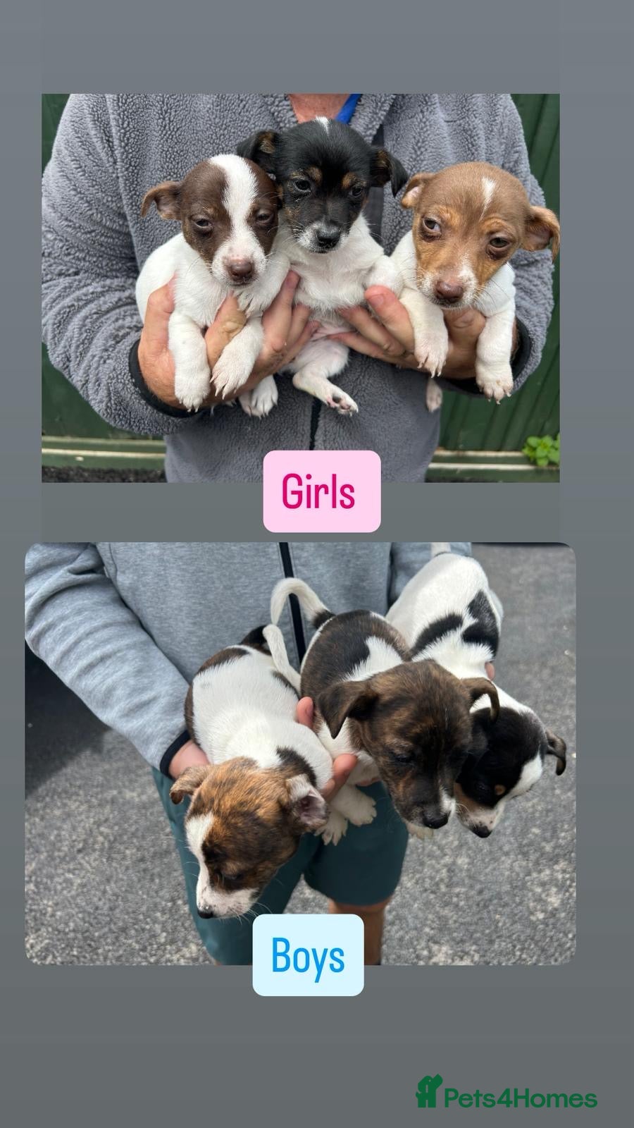 Jack Russell dogs for sale: Jack Russell puppies  in Oxford - Advert 1