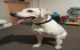 Labrador Retriever dogs for sale: Female labrador  - Image 9