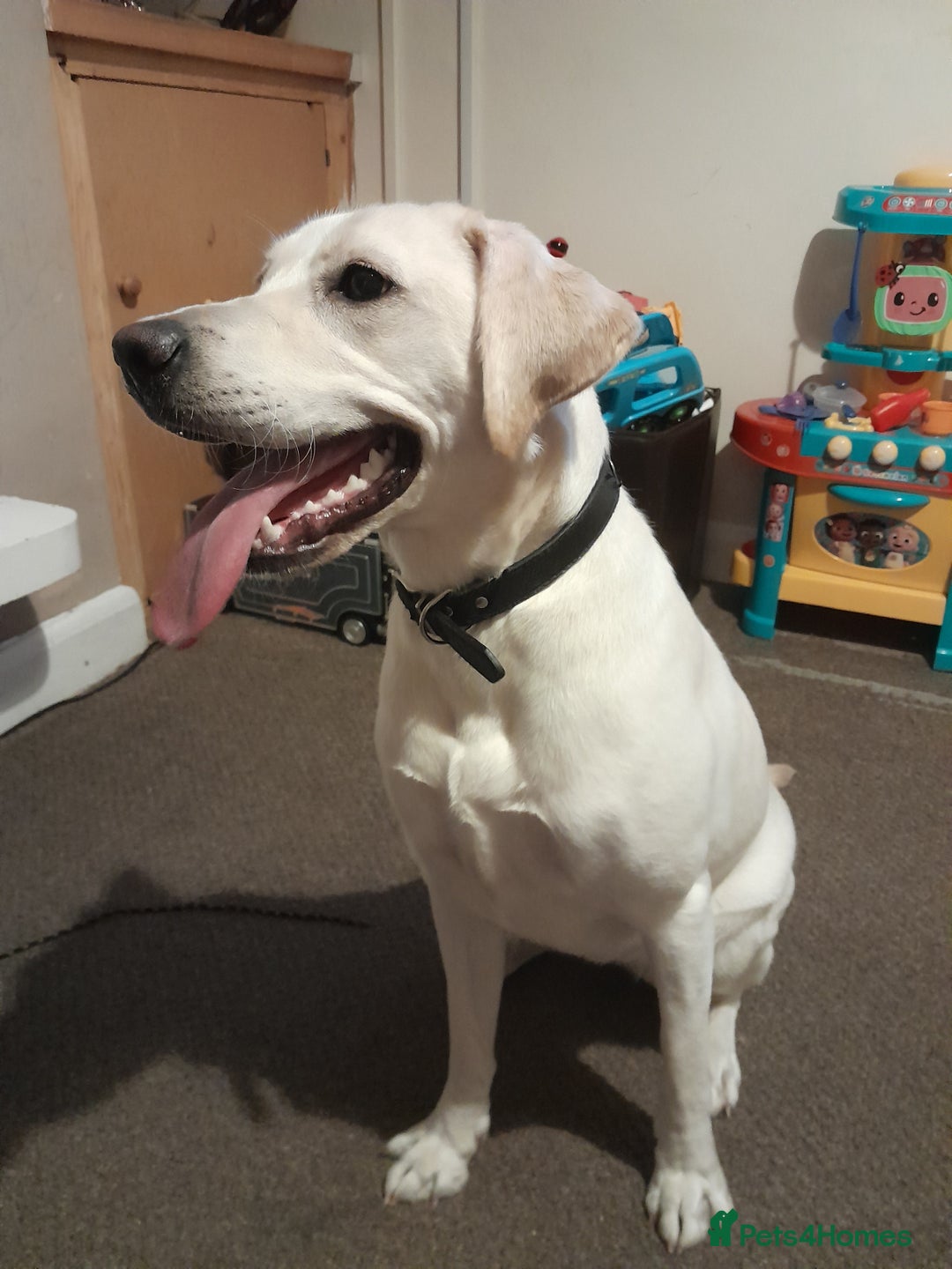 Labrador Retriever dogs for sale: Female labrador  - Image 9