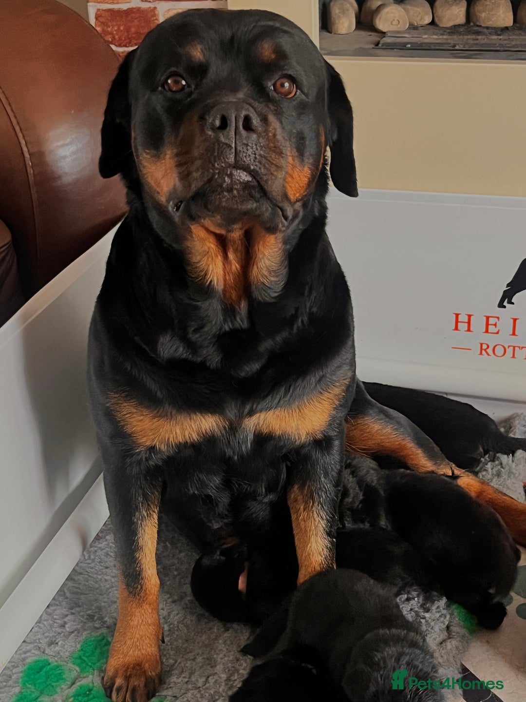 Rottweiler dogs for sale: Superb litter of dual purpose Rottweiler puppies. - Image 32