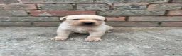 Labrador Retriever dogs for sale: 8 beautiful labradors for sale.  - Advert 17
