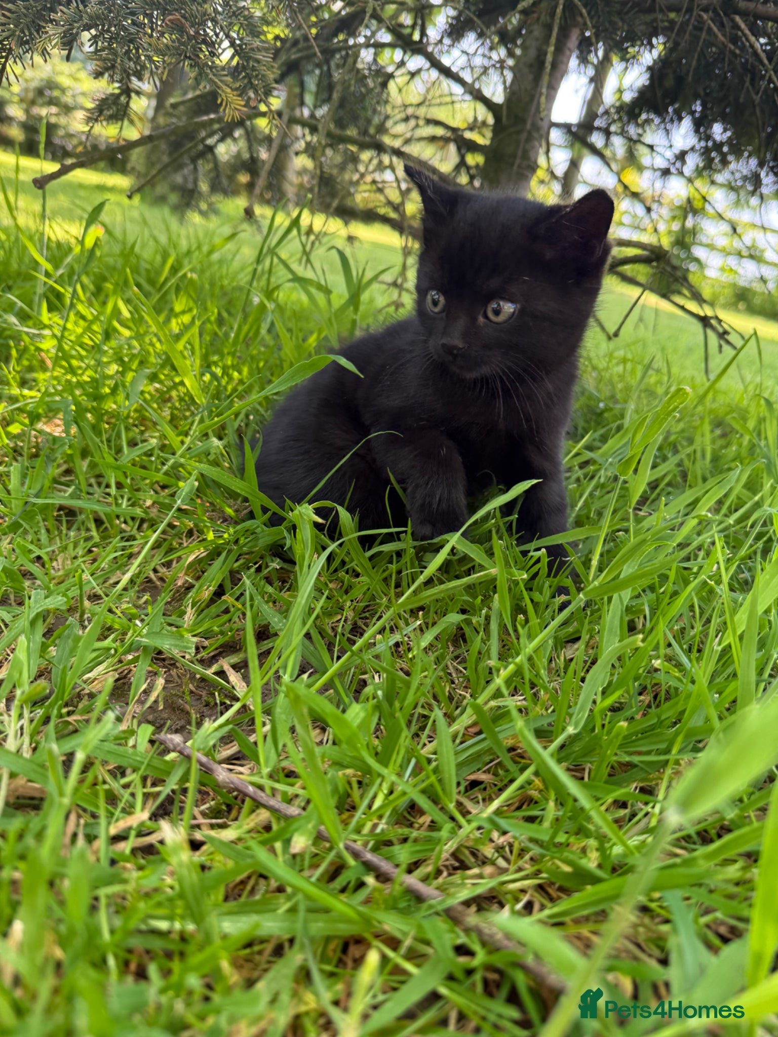 Mixed Breed cats for sale: 1 Female Kitten for sale  - Advert 7