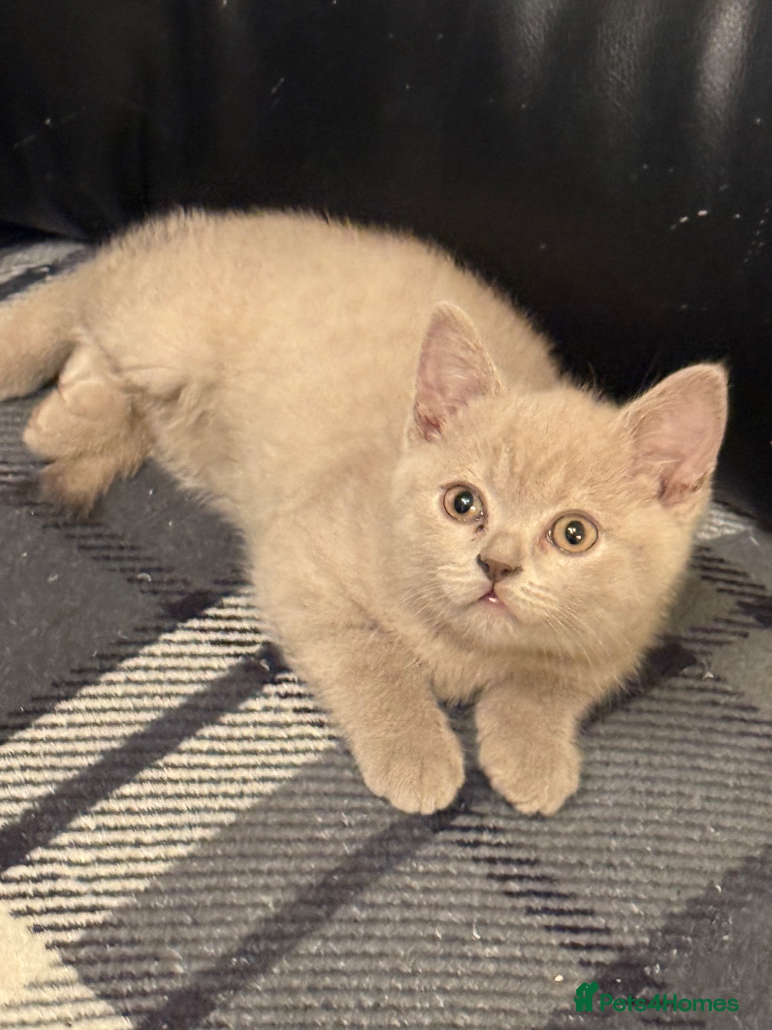 British Shorthair cats Beautiful Lilac British Shorthair kittens for sale - Advert 2