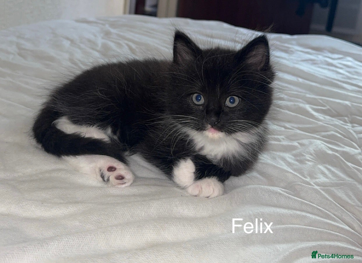 Mixed Breed cats 3 male half ragdoll kittens🖤 - Advert 2