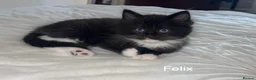 Mixed Breed cats for sale: 3 male half ragdoll kittens🖤 - Advert 1