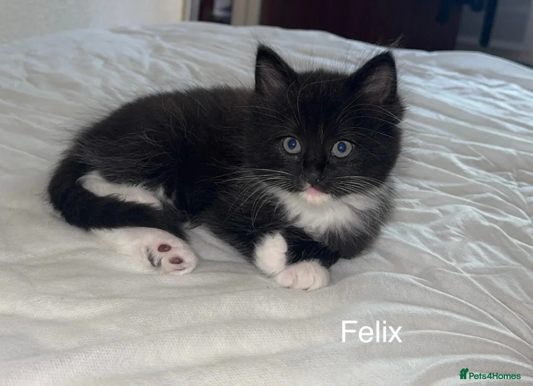 Mixed Breed cats for sale: 3 male half ragdoll kittens🖤 - Advert 1