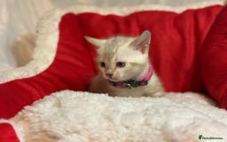 Bengal cats for sale: Bonnies Bengals  - Advert 27