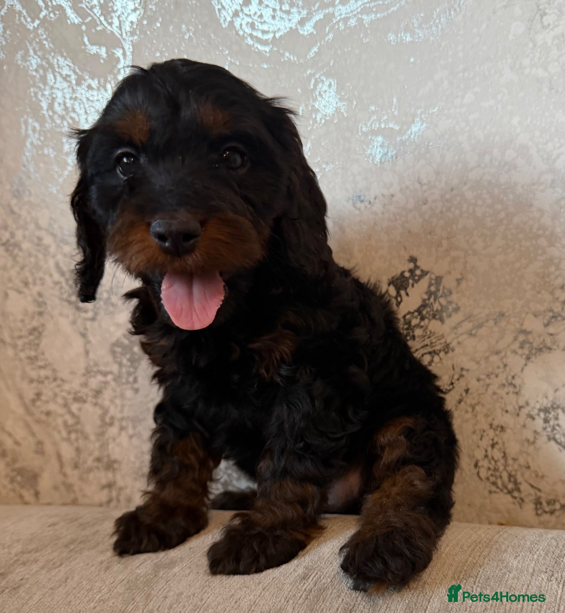 Cockapoo dogs F1 cockapoo pups  - Advert 1