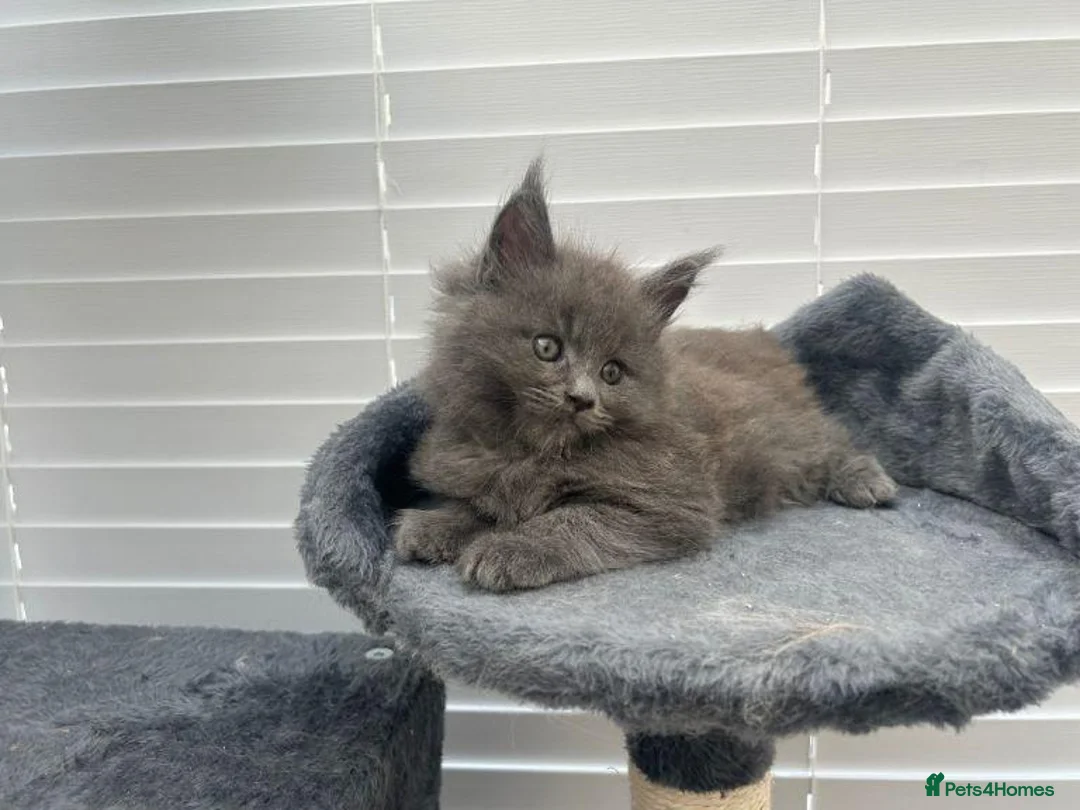 Maine Coon cats for sale: Beautiful Maine coon Kittens Available in Liverpool - Advert 2