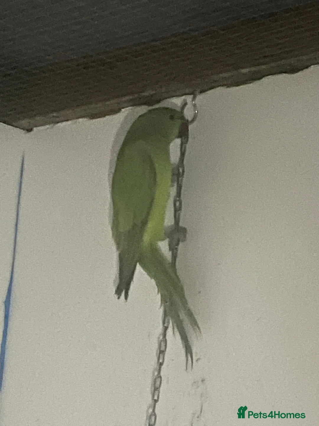 Ringnecks birds for sale: Young Indian Ringnecks Blue and Green - Advert 6