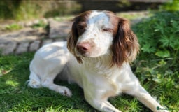 English Springer Spaniel dogs for sale: Working English Springer Spaniel Puppies - Image 9