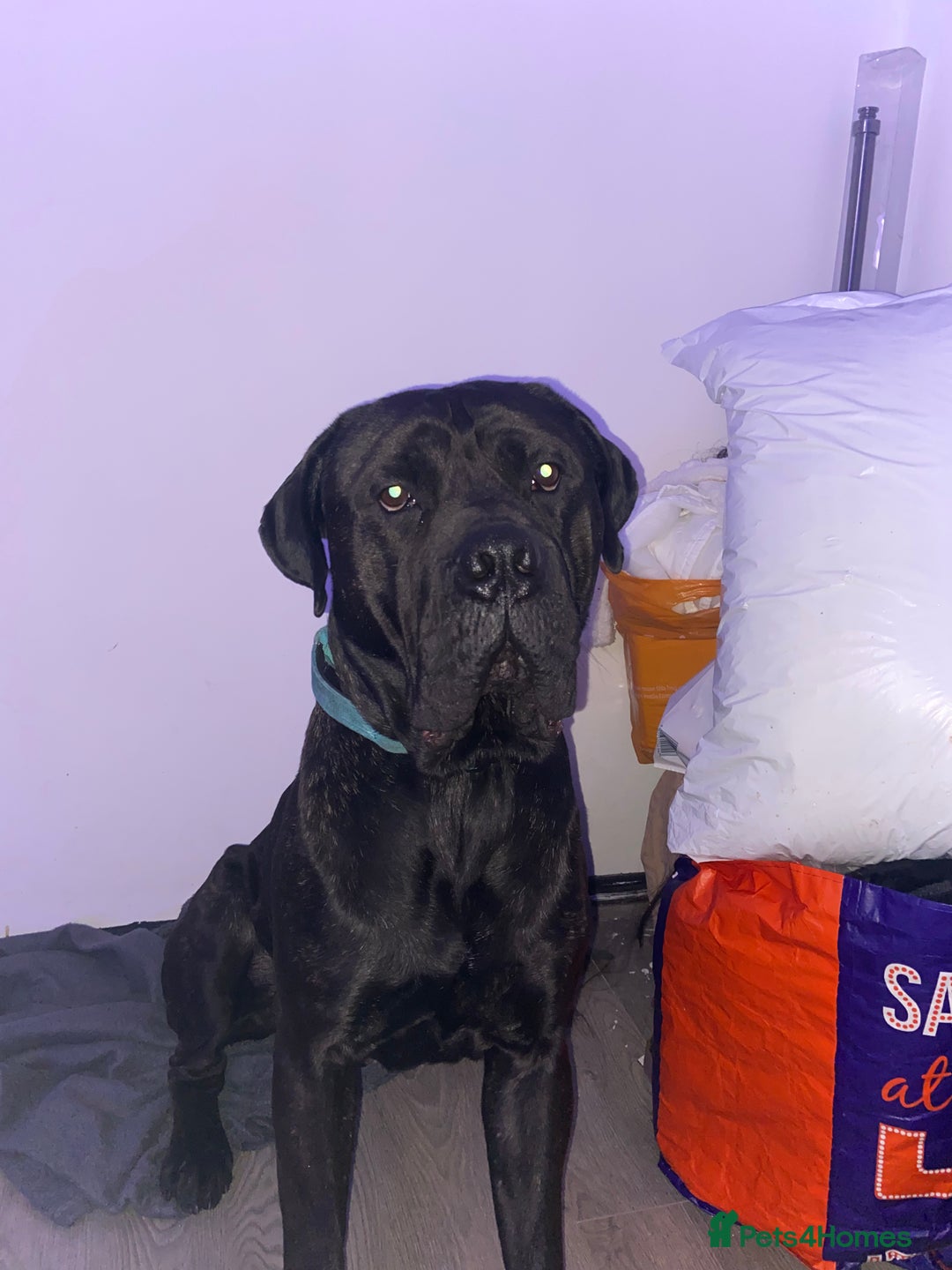 Cane Corso dogs for stud: Zeus  - Advert 2