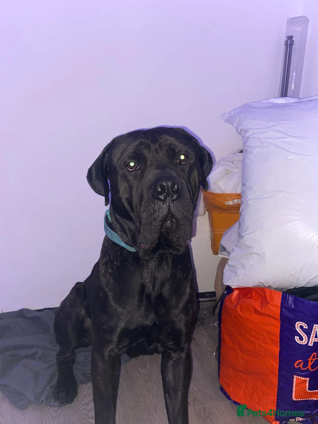 Cane Corso dogs for stud: Zeus  - Advert 2