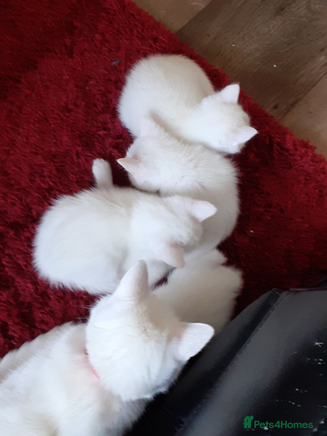 Khao Manee cats for sale: Khao manee  - Advert 2