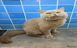 British Shorthair cats for stud: Lilac Stud GCCF Active - Image 7