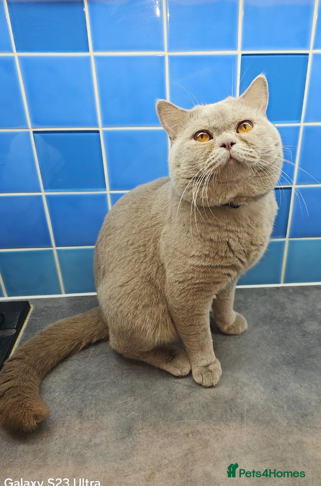 British Shorthair cats for stud: Lilac Stud GCCF Active - Image 7