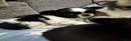 Chihuahua dogs for sale: Beautiful litter of long coat kc reg chihuahuas in Stockport - Advert 11