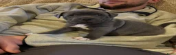 Staffordshire Bull Terrier dogs for sale: Beautiful  Puppies for sale  in Glasgow - Advert 3