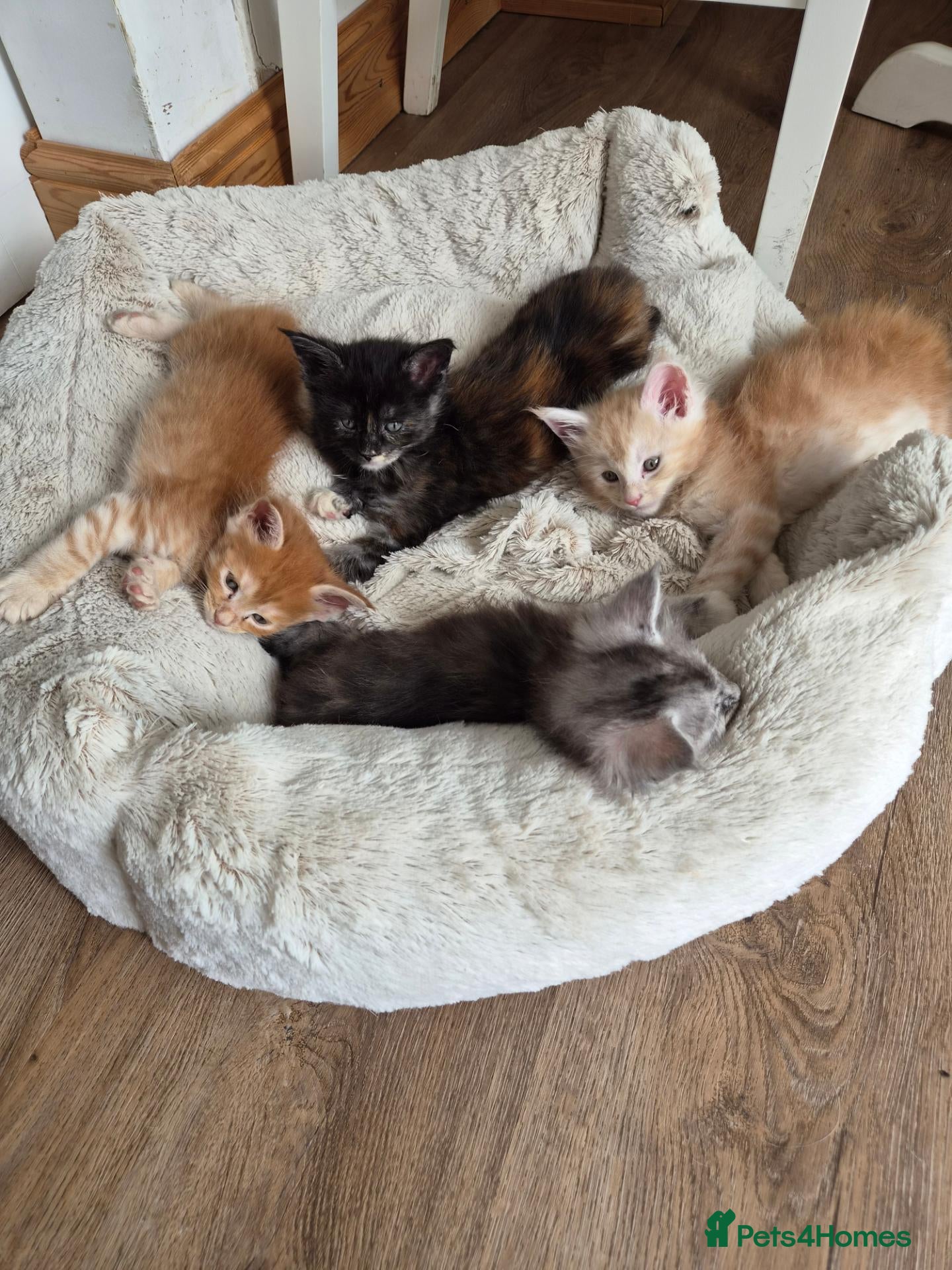 Maine Coon cats Maine coon kitten for sale - Advert 2