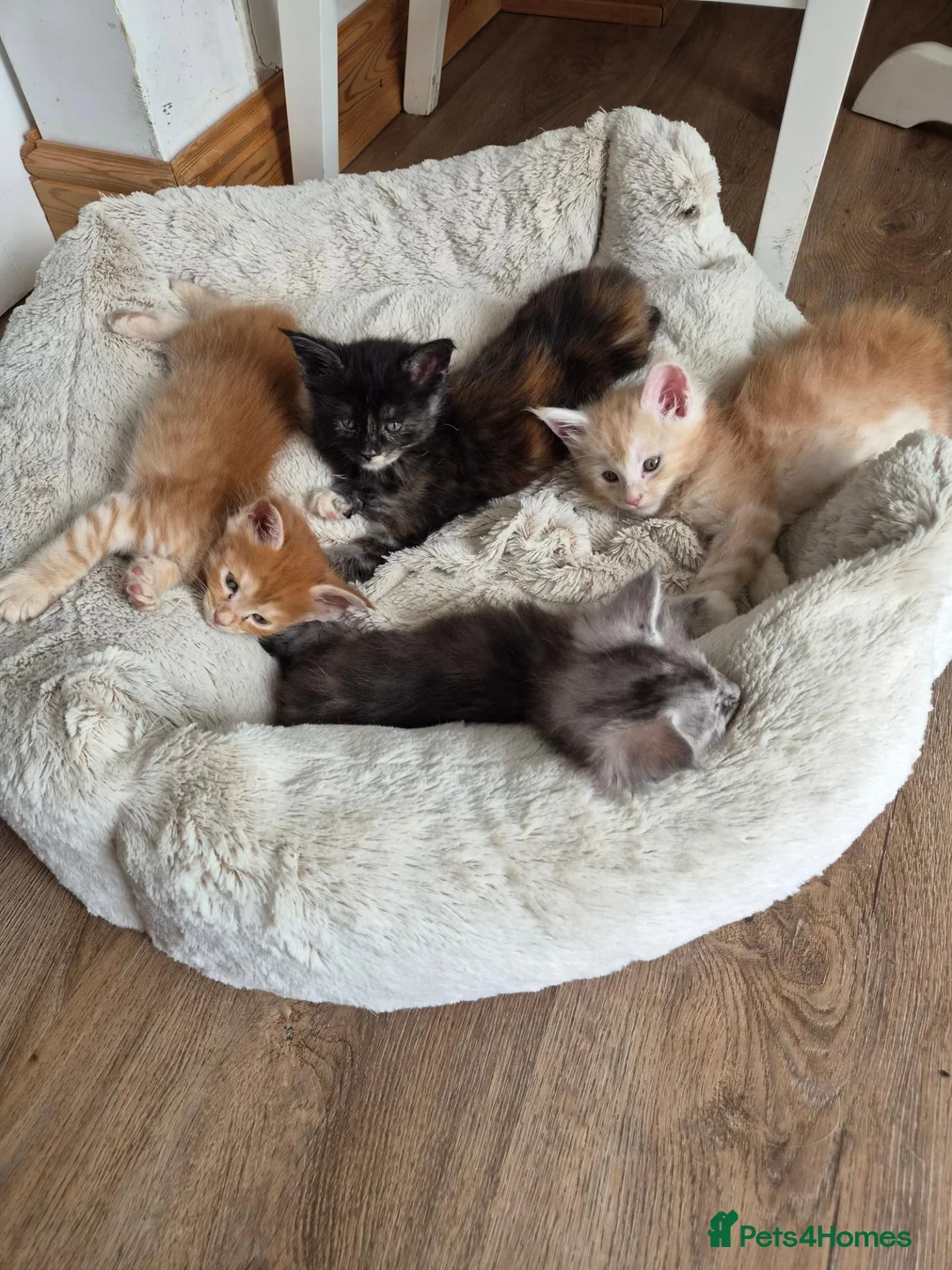 Maine Coon cats for sale: Maine coon kitten for sale - Advert 2