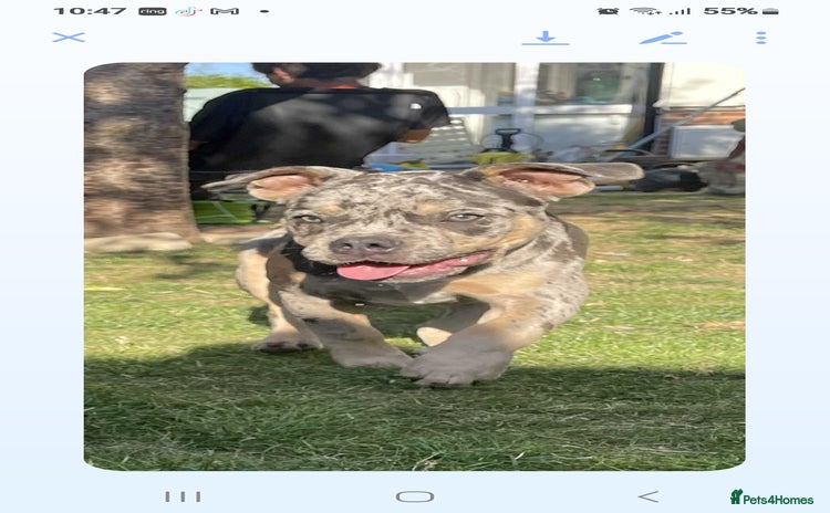 Olde English Bulldogge dogs - Advert 2